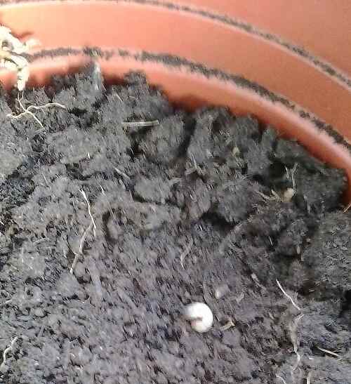 maggot on soil